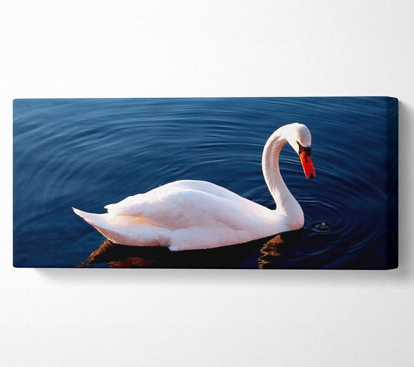 White Swan In Water