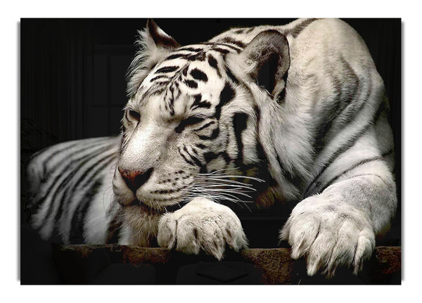White Tiger