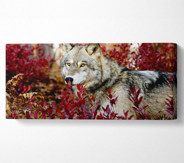 Wild Wolf