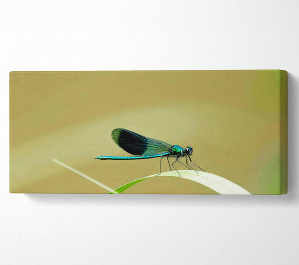 Wings Of Beauty