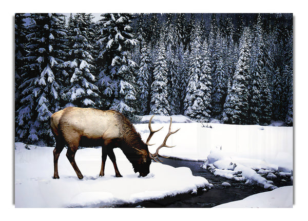 Winter Deer