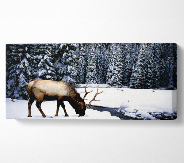 Winter Deer