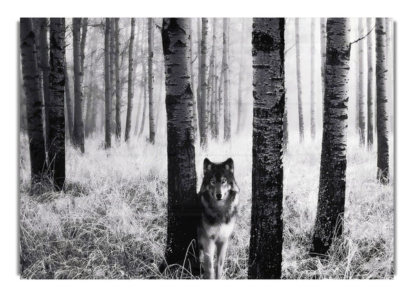 Wolf In The Forest