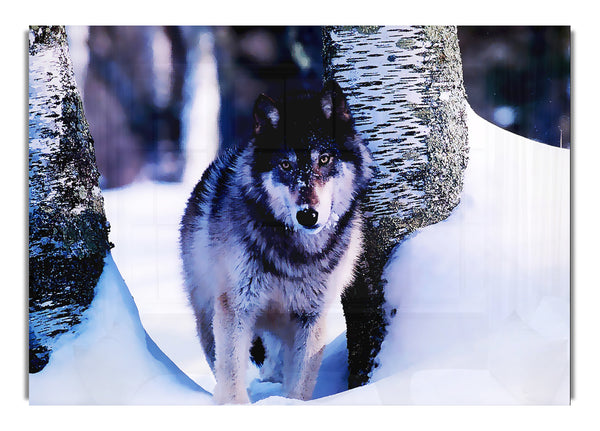 Wolf In The Snow