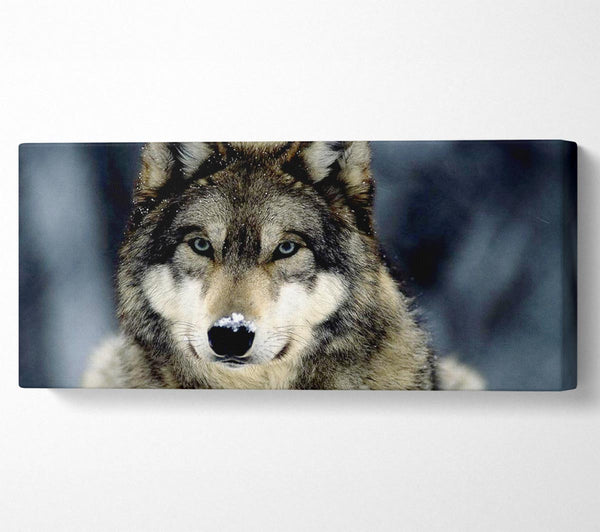 Wolf Snow Nose