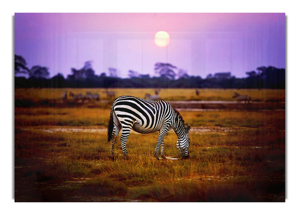 Zebra Sunset