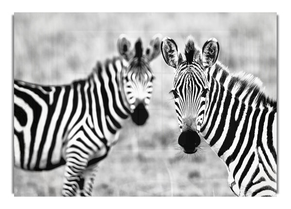 Zebra Twins