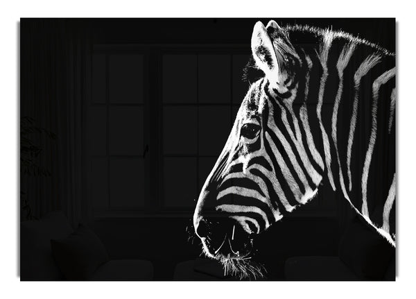 Zebra Whiskers