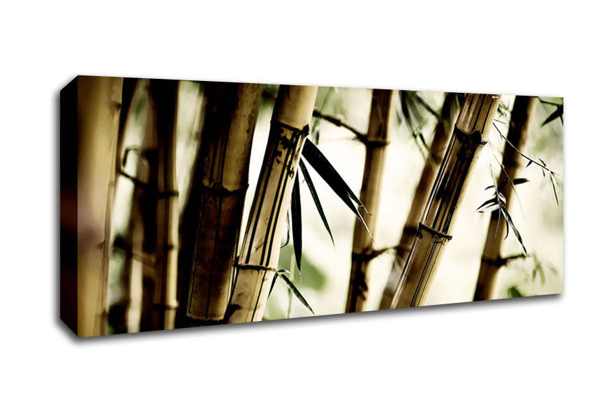 Picture of Stunning Bamboo Panoramic Canvas Wall Art