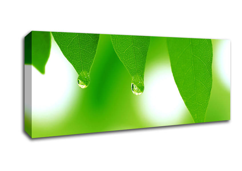 Picture of Tree Leaves With Dew Panoramic Canvas Wall Art
