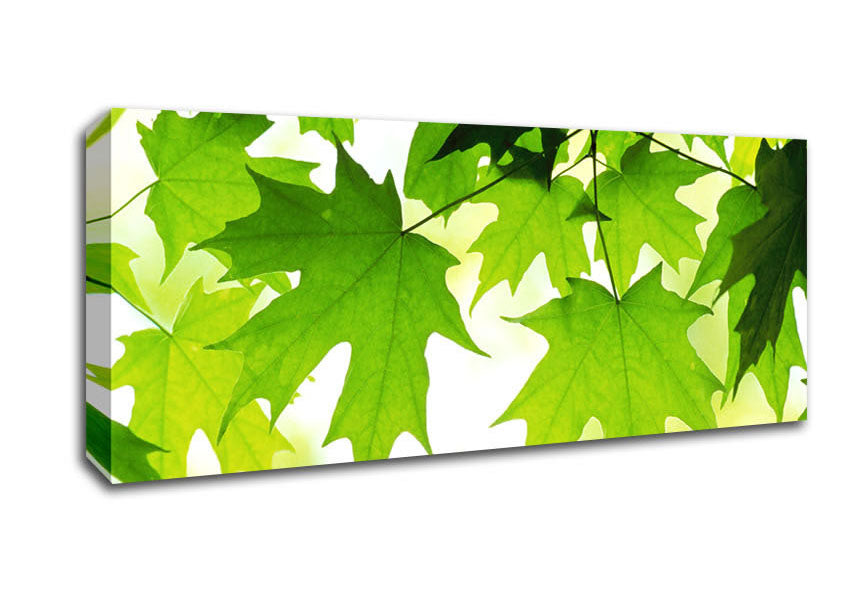 Picture of Summer Leaves Panoramic Canvas Wall Art