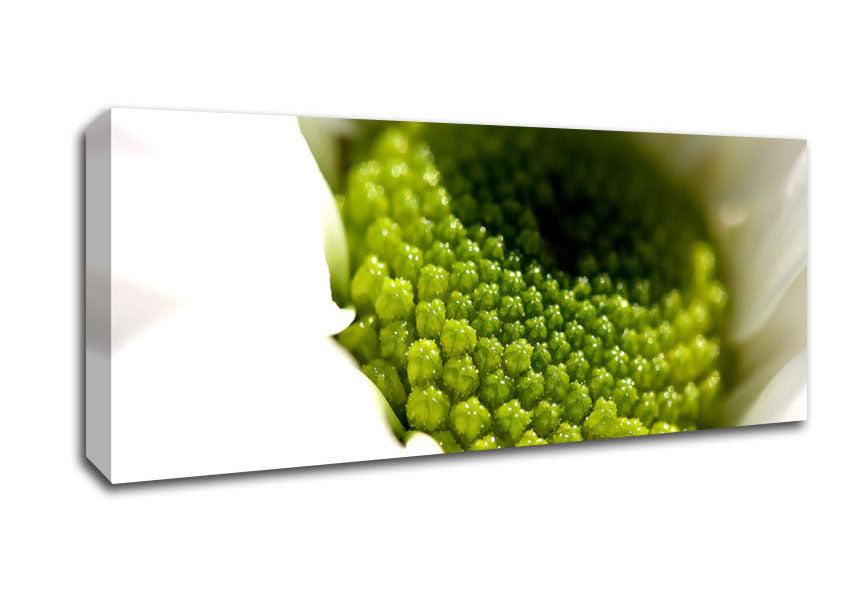 Picture of Macro Centre Of A Daisy Panoramic Canvas Wall Art