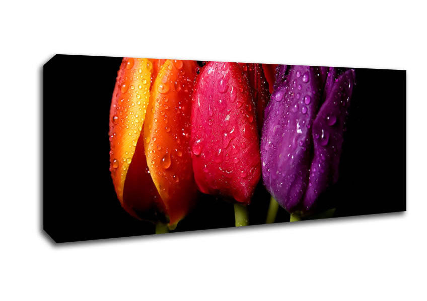 Picture of Colourful Tulips Panoramic Canvas Wall Art