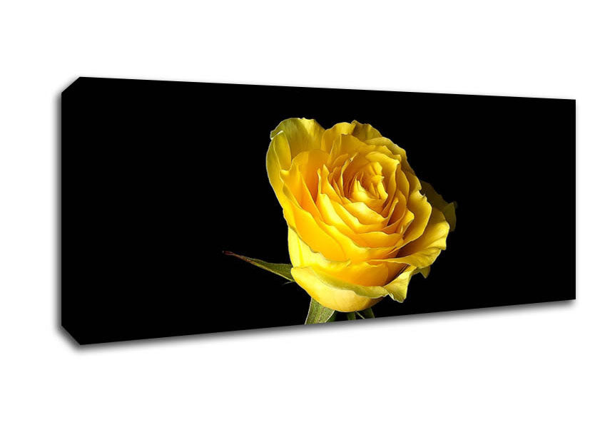 Picture of Yellow Rose On Black Background Panoramic Canvas Wall Art