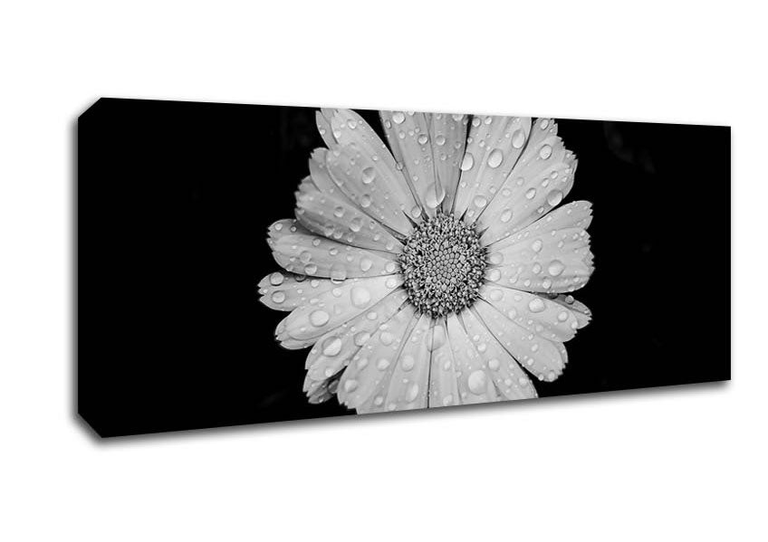Picture of Raindrops On Flower Panoramic Canvas Wall Art