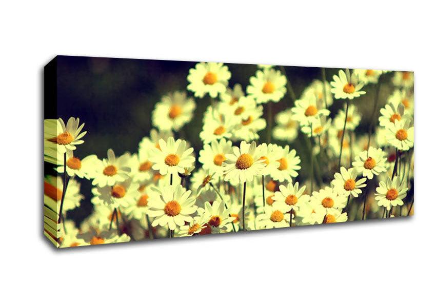 Picture of Vintage Daisies Panoramic Canvas Wall Art