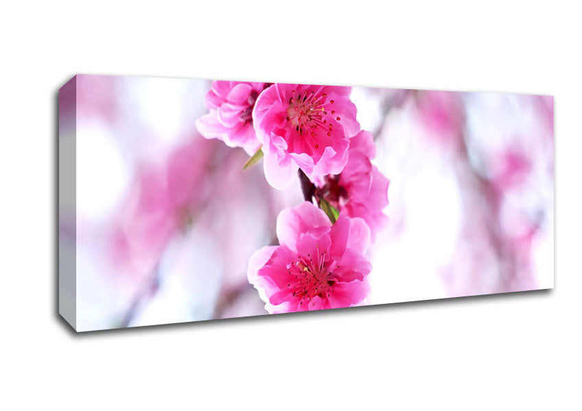 Picture of Plum Blossoms Blooming Panoramic Canvas Wall Art