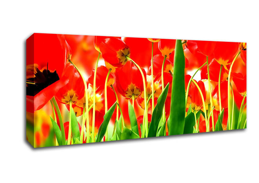 Picture of Red Tulips From Under Panoramic Canvas Wall Art