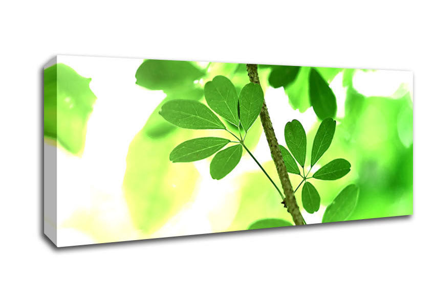 Picture of Spring Has Sprung Panoramic Canvas Wall Art