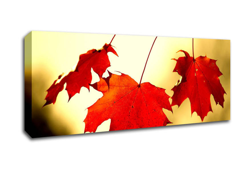 Picture of Red Oak Leaves Close Up Panoramic Canvas Wall Art