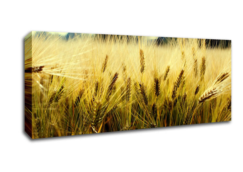 Picture of Yellow Grain Panoramic Canvas Wall Art