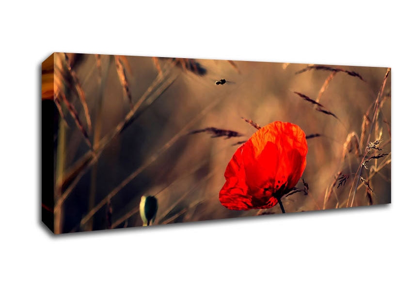 Picture of Red Poppy Field In Golden Light Panoramic Canvas Wall Art