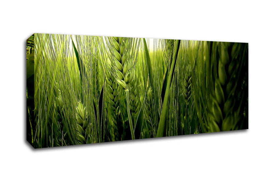 Picture of Life Below The Reeds Panoramic Canvas Wall Art