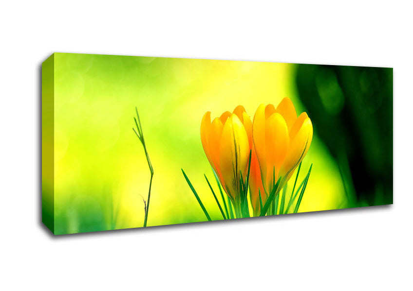 Picture of Yellow Crocus Flowers Panoramic Canvas Wall Art