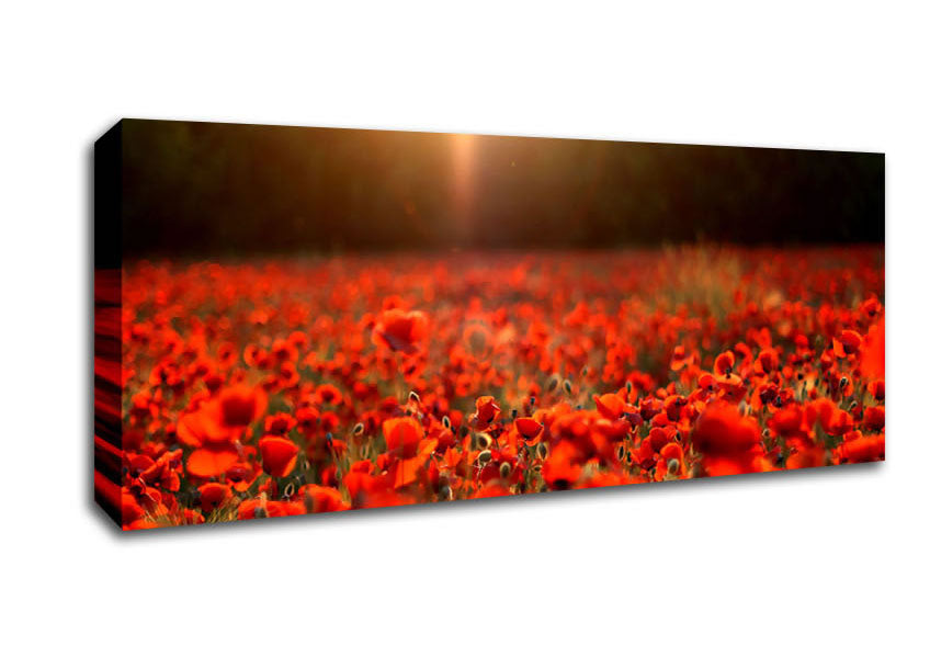 Picture of Poppies Meadow Panoramic Canvas Wall Art
