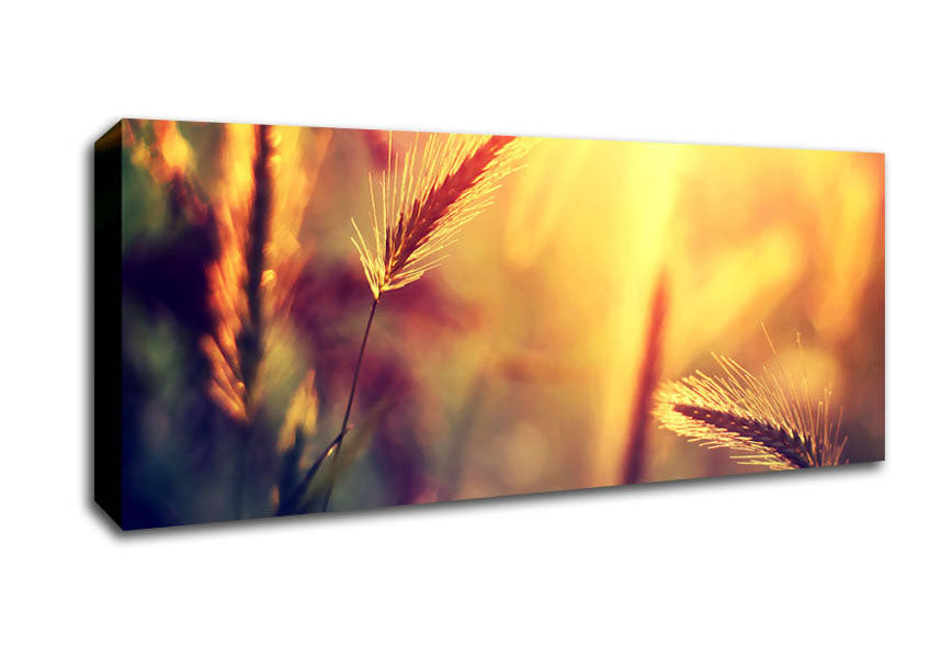Picture of Summer Wheat Field In Golden Light Panoramic Canvas Wall Art