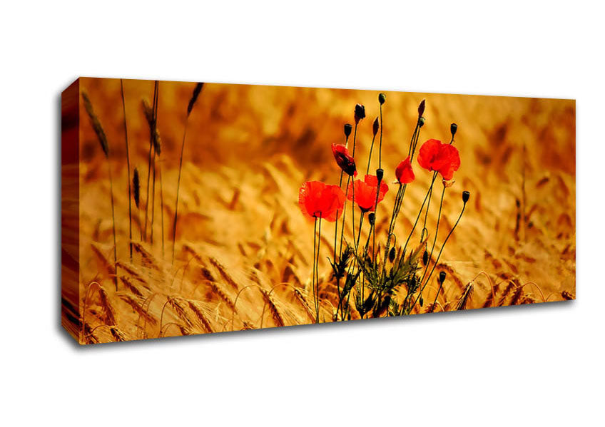 Picture of Poppies 3 Panoramic Canvas Wall Art
