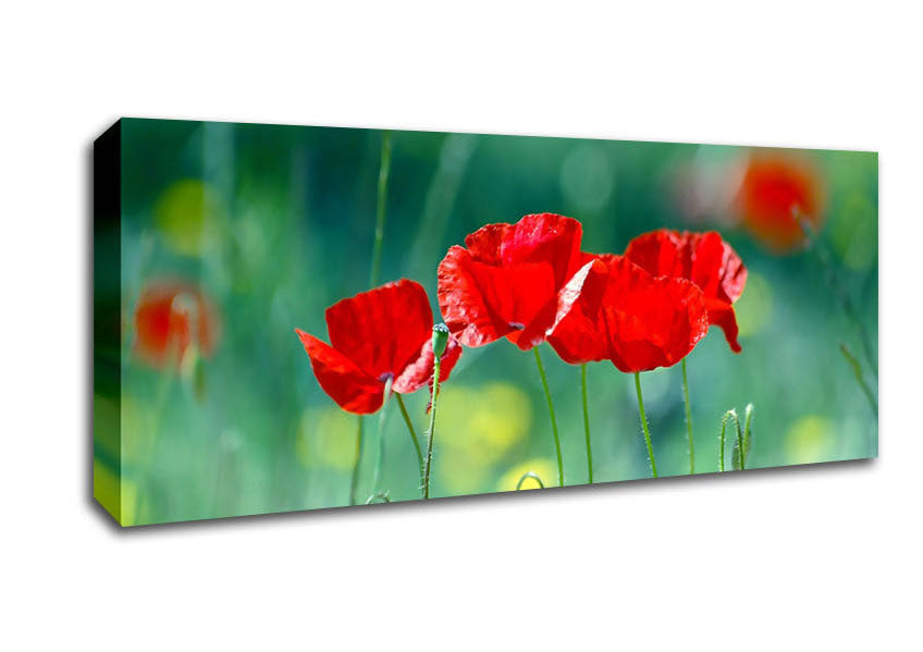 Picture of Summer Poppies Panoramic Canvas Wall Art