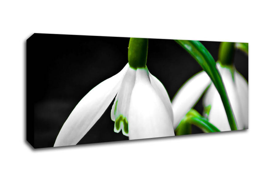 Picture of Snowdrop Flower Panoramic Canvas Wall Art