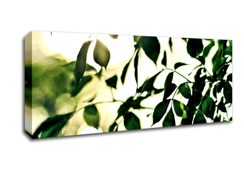 Picture of Summer Green Leaves Panoramic Canvas Wall Art