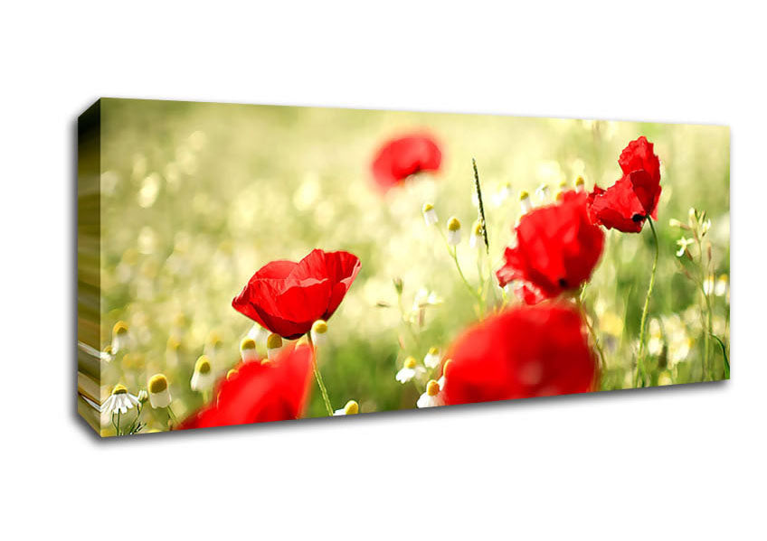 Picture of Poppies And Chamomile Panoramic Canvas Wall Art