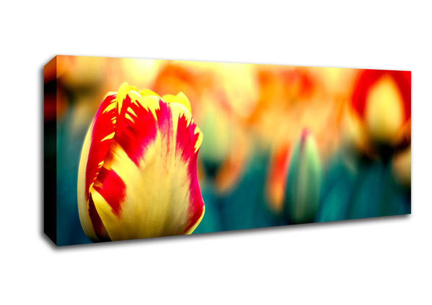Picture of Yellow Red Tulips Panoramic Canvas Wall Art