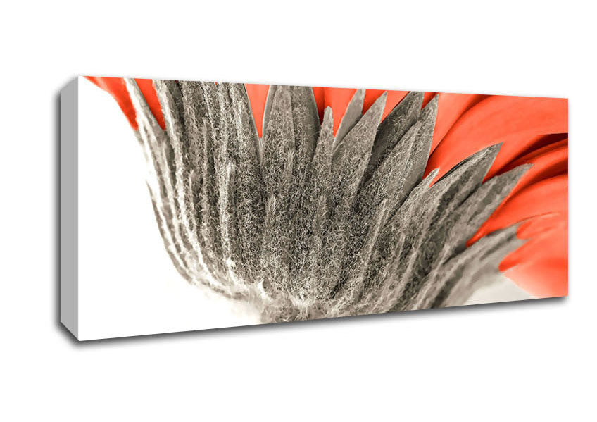 Picture of Underside View Of A Daisy Panoramic Canvas Wall Art