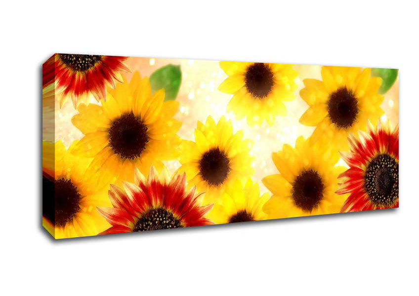 Picture of Sunflower Faces Panoramic Canvas Wall Art