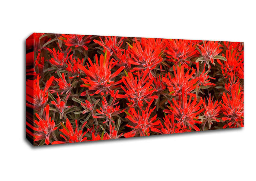 Picture of Red Paintbrush Utah Panoramic Canvas Wall Art