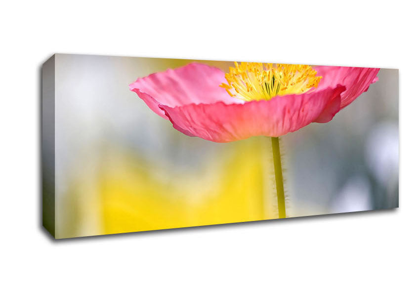 Picture of Single Pink Poppy In The Garden Panoramic Canvas Wall Art