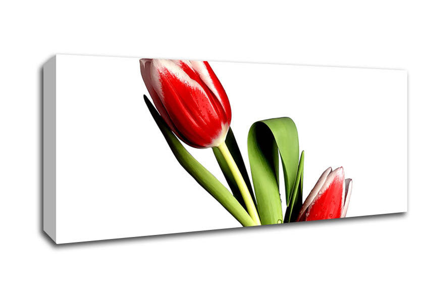 Picture of Tulip Model Panoramic Canvas Wall Art