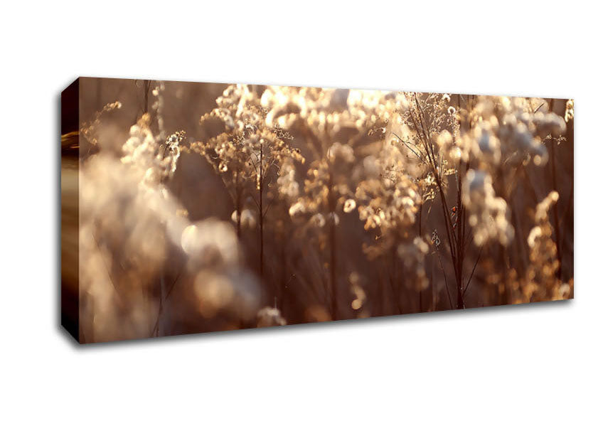 Picture of Winter Sunlight Flowers Panoramic Canvas Wall Art