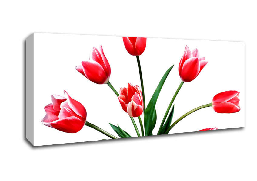 Picture of Red Pink Tulips Panoramic Canvas Wall Art