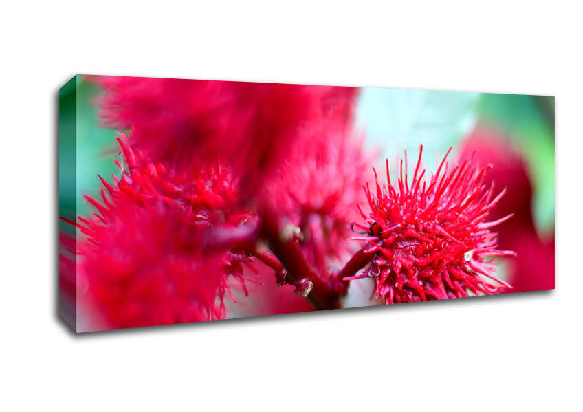 Picture of Spikey Flower Heads Panoramic Canvas Wall Art