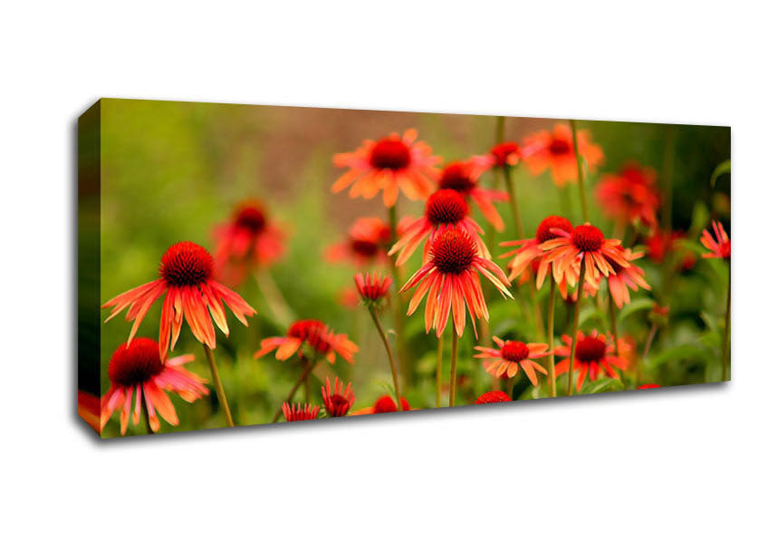 Picture of Variety Daisies Panoramic Canvas Wall Art