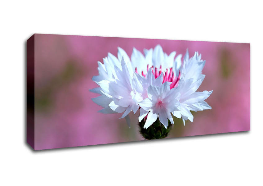 Picture of Tiny Flower Panoramic Canvas Wall Art