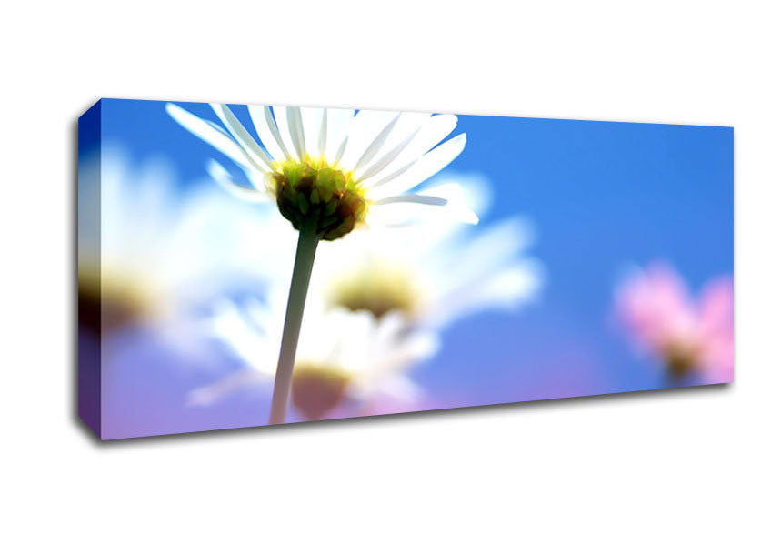 Picture of Daisies In The Sky Panoramic Canvas Wall Art