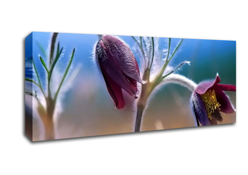 Picture of Wildflowers Blooming Panoramic Canvas Wall Art