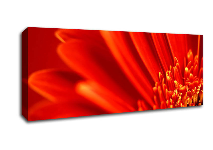Picture of Red Orange Gerbera Petals Panoramic Canvas Wall Art
