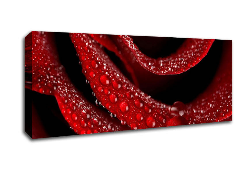 Picture of Velvety Rose With Dew Drops Panoramic Canvas Wall Art